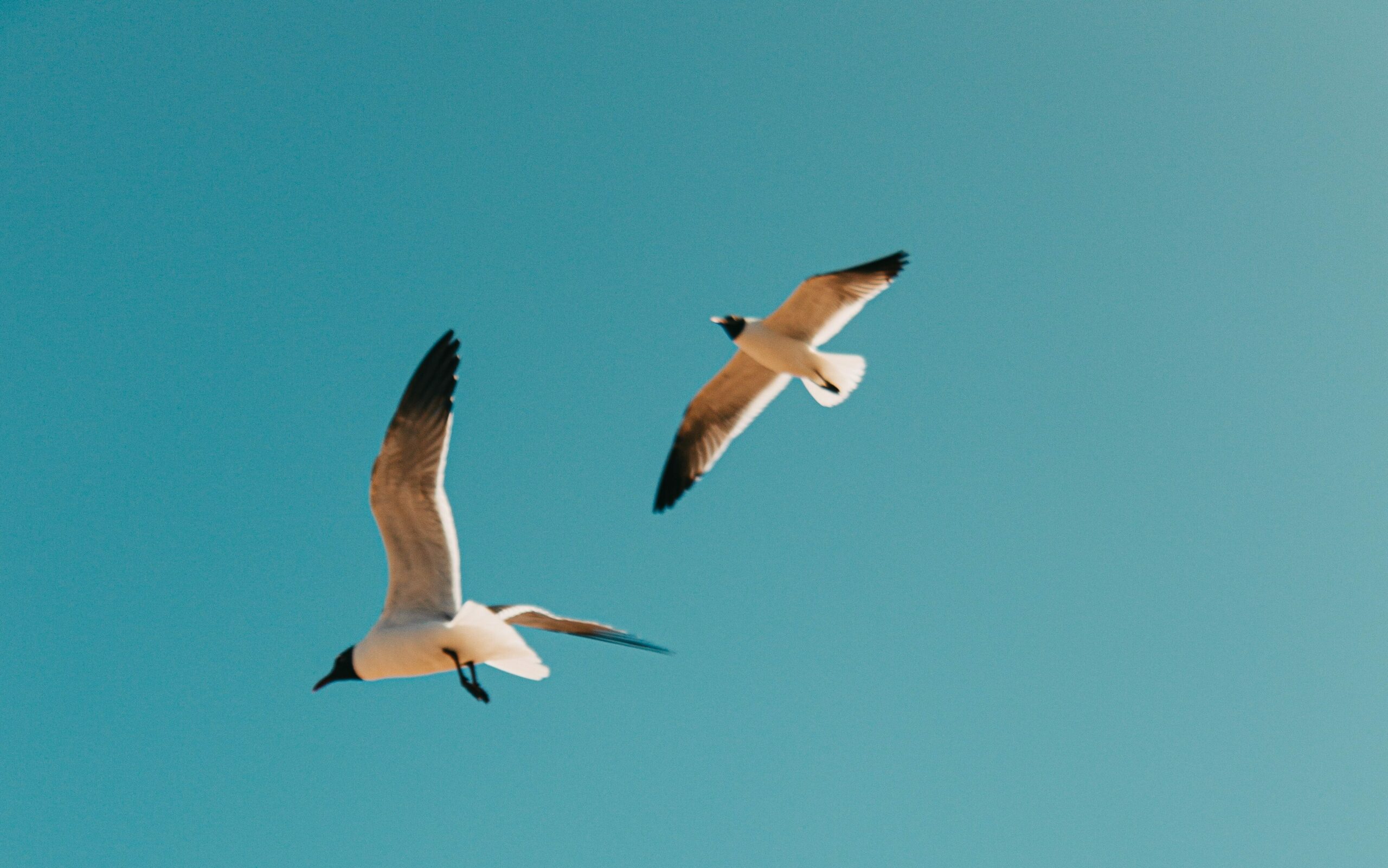 Naturfotografie mit Vögeln